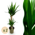 Livraison plante Yucca elephantipes – Lot de 2 – Pot 19 cm – Hauteur 120 cm