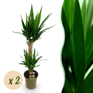 Livraison plante Yucca elephantipes – Lot de 2 – Pot 19 cm – Hauteur 120 cm