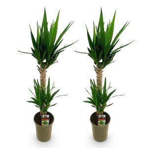Livraison plante Yucca elephantipes – Lot de 2 – Pot 19 cm – Hauteur 120 cm