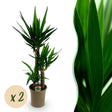 Livraison plante Yucca elephantipes – Lot de 2 – Pot 21 cm – Hauteur 100 cm