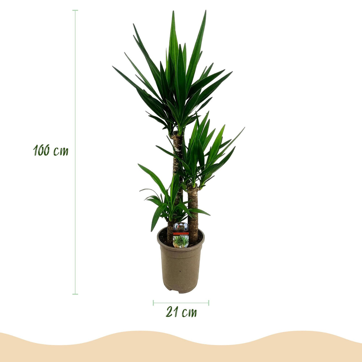 Livraison plante Yucca elephantipes – Lot de 2 – Pot 21 cm – Hauteur 100 cm