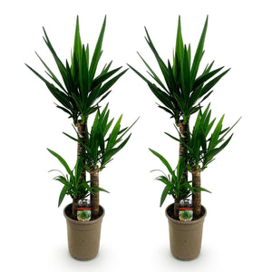 Livraison plante Yucca elephantipes – Lot de 2 – Pot 21 cm – Hauteur 100 cm