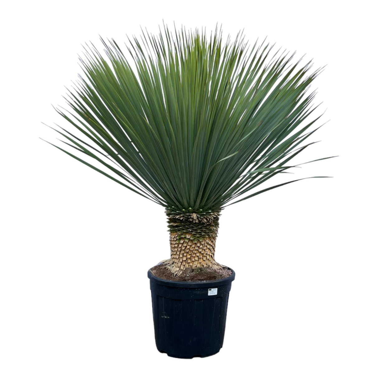 Livraison plante Yucca Rostrata h140cm