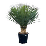 Livraison plante Yucca Rostrata h140cm
