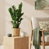 Livraison plante Zamioculcas - Lot de 2 - Pot 17 cm - Hauteur 65 - 75 cm