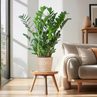 Zamioculcas Zamiifolia und sein Topf