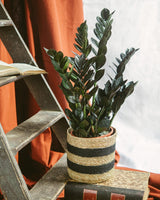 Livraison plante Zamioculcas Zamiifolia Raven L