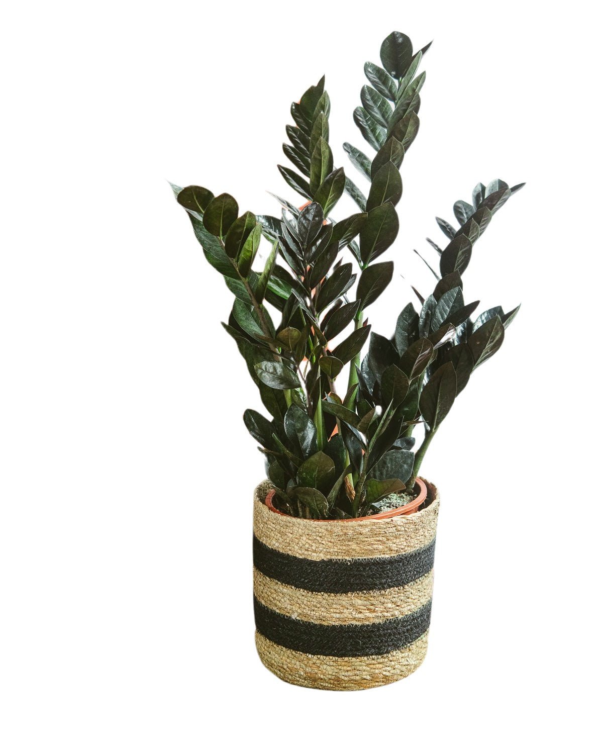 Livraison plante Zamioculcas Zamiifolia Raven L