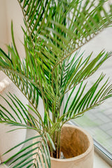 Areca - Künstliche Palme