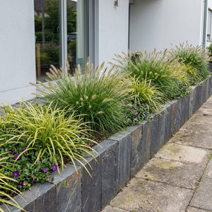 Pack Balcon Soleil & Mi-Ombre Blanc & Violet - 18 plantes — photo 5