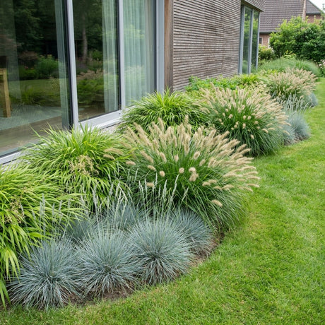 Pack Balcon Soleil & Mi-Ombre Jaune & Bleu - 18 plantes — photo 2