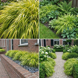 Pack Balcon Soleil & Mi-Ombre Jaune & Bleu - 18 plantes — photo 6