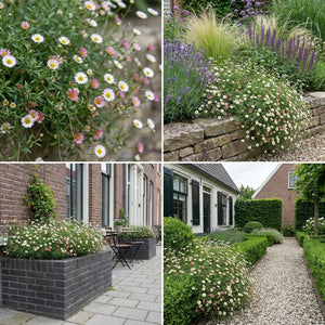 Pack Façade Plein Soleil Blanc & Jaune - 18 plantes — photo 8