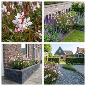 Pack Façade Plein Soleil Rose & Blanc - 6 plantes — photo 6