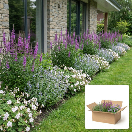 Pack jardin - composition prête à planter