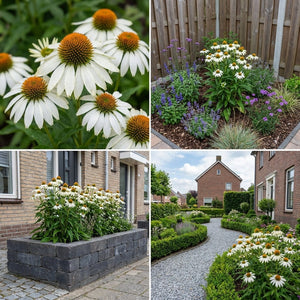 Pack Façade Soleil & Mi-Ombre Blanc - 18 plantes — photo 6