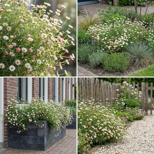 Pack Façade Soleil & Mi-Ombre Blanc - 18 plantes — photo 8