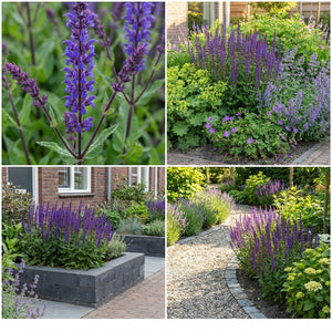 Pack Massif Plein Soleil Rose & Violet - 30 plantes — photo 8
