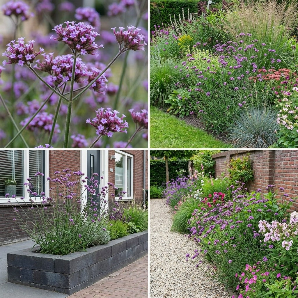 Pack Massif Plein Soleil Violet & Bleu - 30 plantes — photo 6