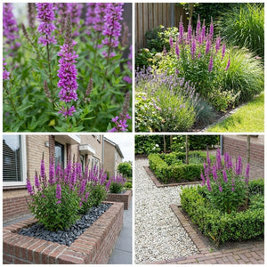 Pack Massif Soleil & Mi-Ombre Jaune & Violet - 30 plantes — photo 7