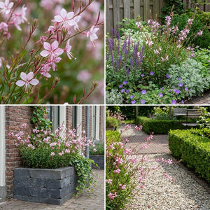 Pack Massif Soleil & Mi-Ombre Rose & Blanc & Bleu - 30 plantes — photo 10