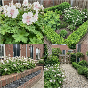 Pack Massif Soleil & Mi-Ombre Rose & Blanc (Géranium Vivace) - 30 plantes — photo 10