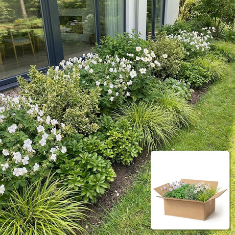 Pack jardin - composition prête à planter