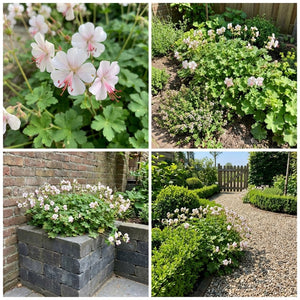 Pack Massif Soleil & Mi-Ombre Rose & Blanc (Géranium Vivace) - 30 plantes #2 — photo 7