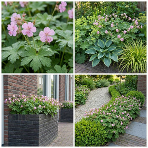 Pack Massif Soleil & Mi-Ombre Rose & Blanc (Pachysandre Du Japon) - 30 plantes — photo 10