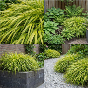 Pack Massif Soleil & Mi-Ombre Rose & Jaune - 30 plantes — photo 6