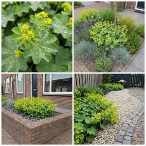 Pack Massif Soleil & Mi-Ombre Rose & Jaune - 30 plantes — photo 7