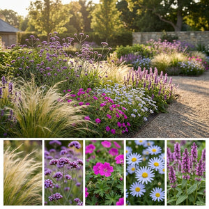 Pack Massif Soleil & Mi-Ombre Rose & Violet - 30 plantes — photo 3