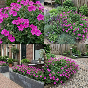 Pack Massif Soleil & Mi-Ombre Rose & Violet - 30 plantes — photo 8