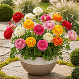 Green boutiQ - Blumenzwiebeln - Ranunculus Mix - Verschiedene Farben - 40 Stück - Zwiebelgröße 5/6 - XXL Pack