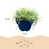 Thym rampant Red Carpet - Thymus praecox - H 15-25 cm, pot Ø11 cm - photo 3