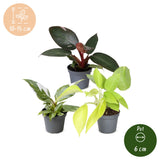 Baby Philodendron - Pink Princess, White Princess et Neon - lot de 3