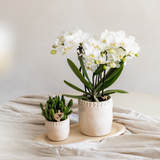 Kolibri Orchids | Weiße Phalaenopsis Orchidee Topfgröße Ø9cm | Zürich | blühende Zimmerpflanze - frisch vom Züchter