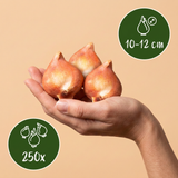 Mélange de bulbes à fleurs de Hollande