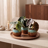 Baby Alocasia Tricolour avec cache-pots cuivre - lot de 3 mini plantes