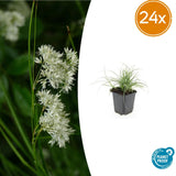 Luzule des neiges en godet - Luzula nivea - H 10-25 cm, pot Ø9 cm