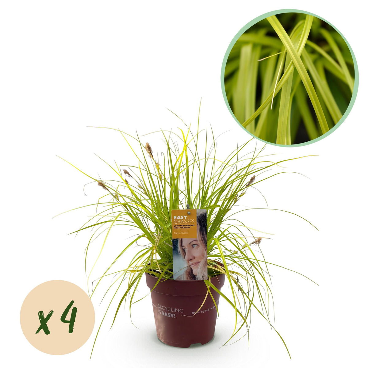 Green boutiQ - Ziergräser - Carex oshimensis Everillo - Gelb - 4 Pflanzen - Immergrün - Wenig Pflege - Topf 17cm Höhe 50cm