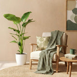 Green BoutiQ - Zimmerpflanzen - Strelitzia Nicolai - Paradiesvogelblume - Pflegeleicht - Grün - 1 Pflanze - mit Topf Grau - Topf 21cm - Höhe 110-120cm