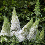 Green boutiQ - Sommerflieder - Buddleja davidii White Profusion - Blüte Weiß - 1 Pflanze - Laubabwerfend - Schmetterlingsanziehend - Topf 17cm Höhe 25cm