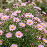 Aster nain Wood's Pink - H 15-25 cm, pot Ø11 cm