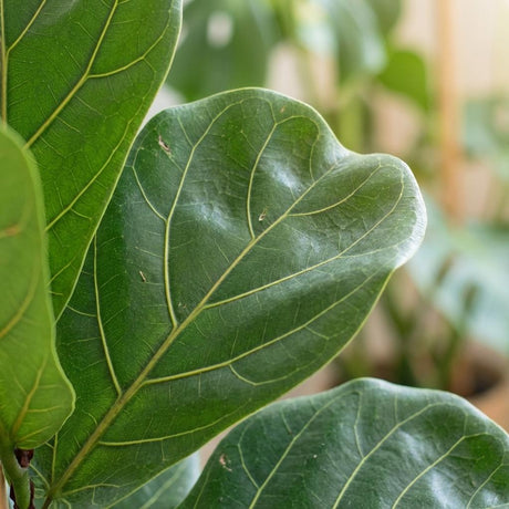 Green boutiQ - Zimmerpflanze - Geigenfeige - Ficus Lyrata - Grün - Pflegeleicht - 1 Pflanze - Topf 21cm - Höhe 75 - 85cm