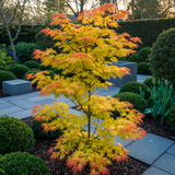 Green boutiQ - Terrasplant - Japanischer Ahorn - Acer palmatum Orange Dream - Orange - 1 Pflanze - Laubabwerfend - Topf 19cm Höhe 70cm