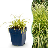 Laîche Evergold - Carex oshimensis - H 15-25 cm, pot Ø11 cm