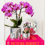 Kolibri Company | Pflanzenset Disco | Violette Wiener Orchidee Ø9cm + Sukkulente inkl. dekorativer Keramiktöpfe