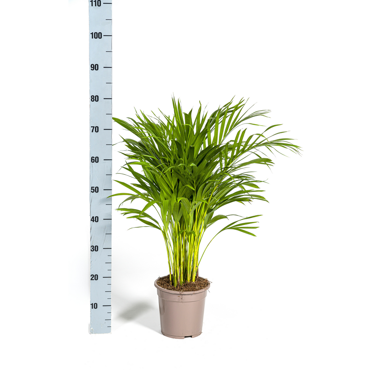 Palmier Aréca (Dypsis Lutescens)