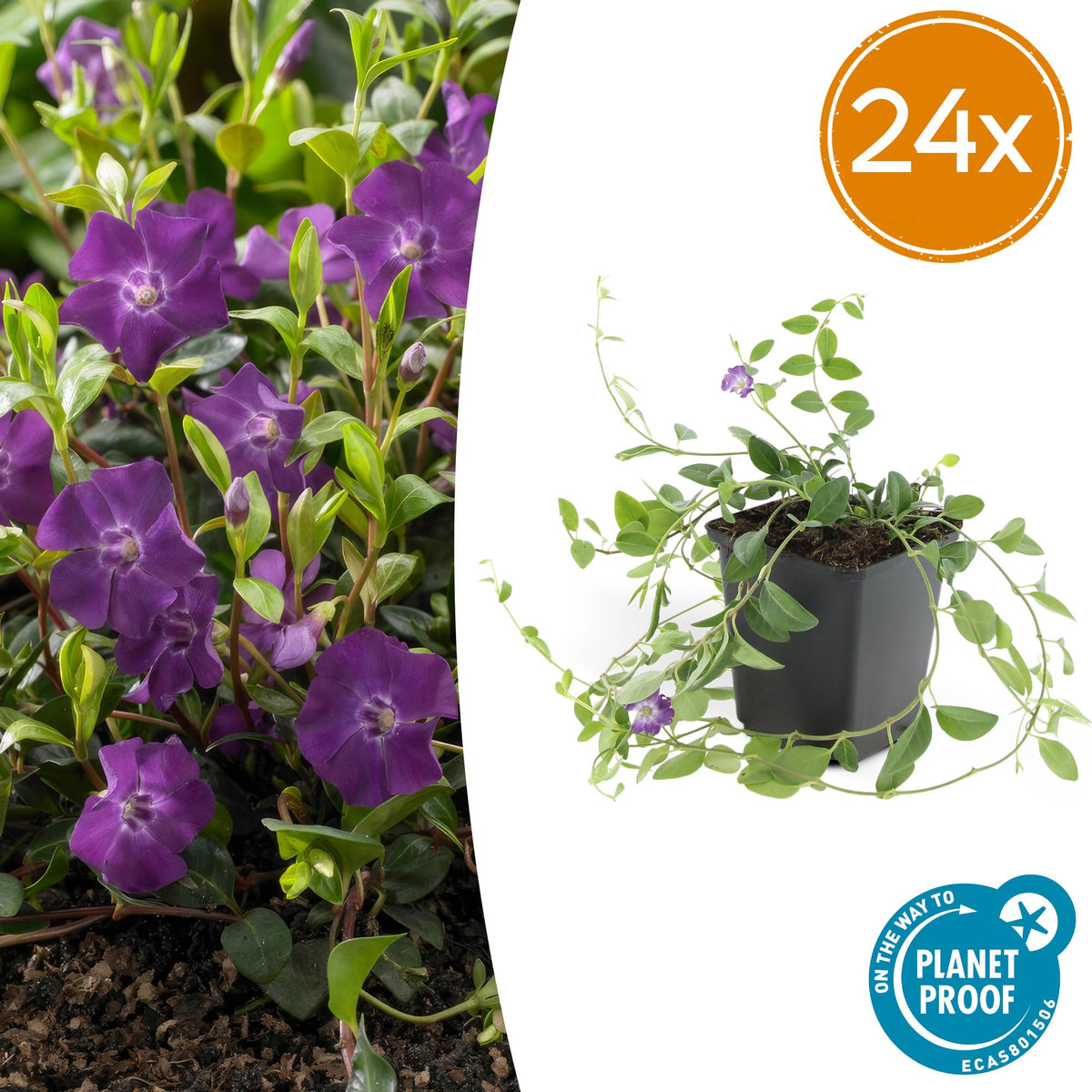 Petite pervenche Atropurpurea en godet - Vinca minor - H 10-25 cm, pot Ø9 cm - photo 7